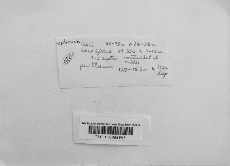 Pleospora richtophensis image
