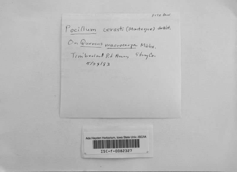 Pocillum cesatii image