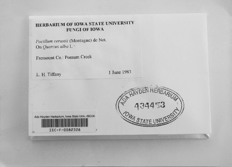 Pocillum cesatii image