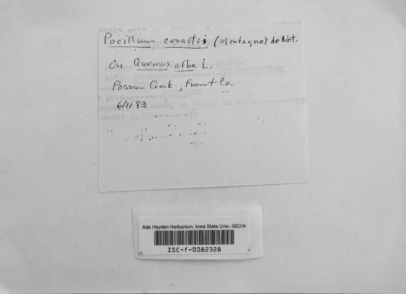 Pocillum cesatii image