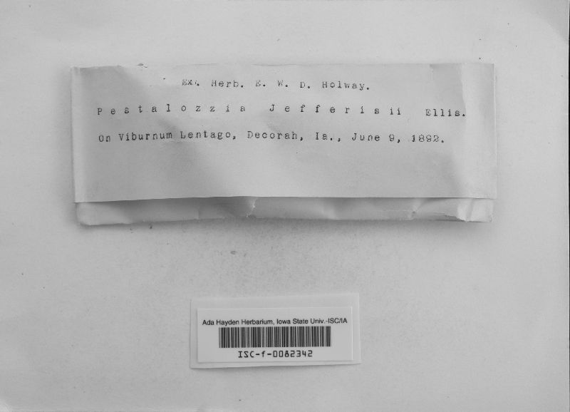 Monochaetia jefferisii image