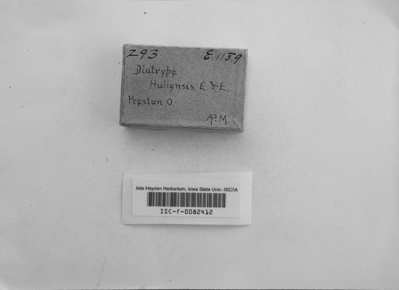 Diatrype hullensis image