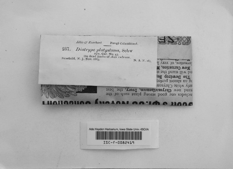 Graphostroma image