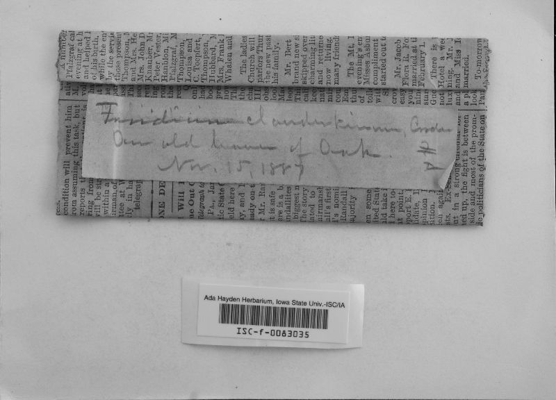Fusidium clandestinum image