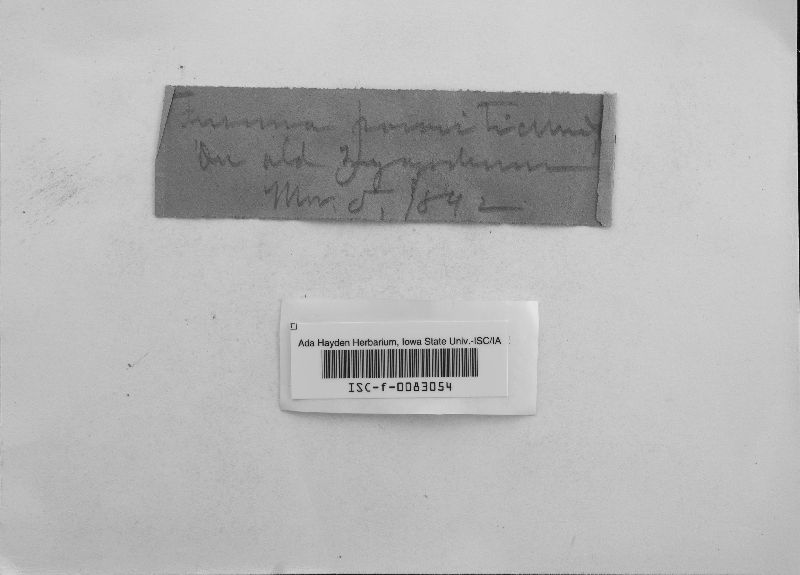 Fusoma parasiticum image