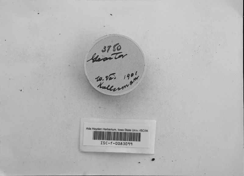 Geaster papyraceus image