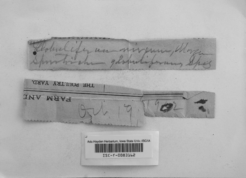 Beauveria image