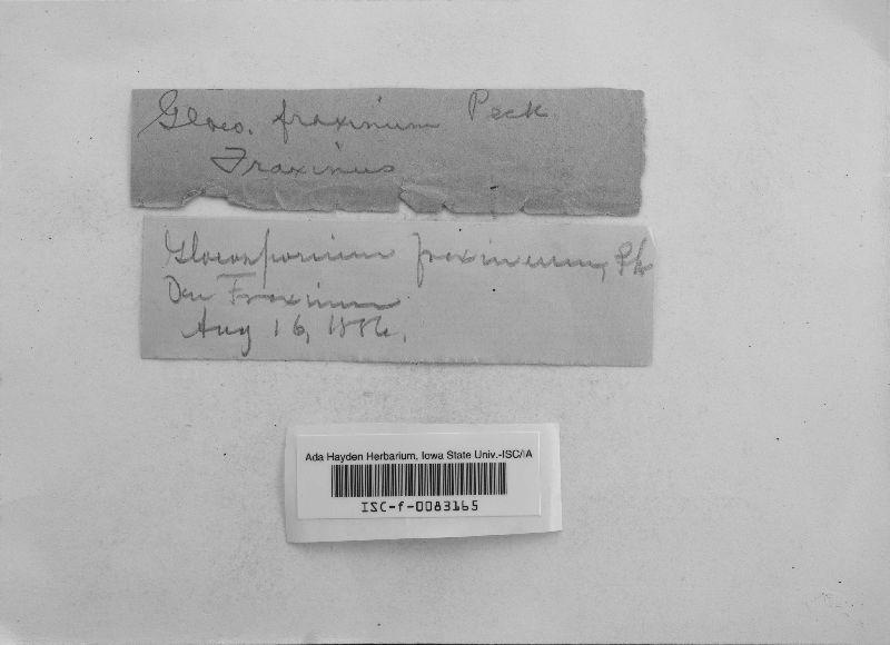 Gloeosporium fraxineum image