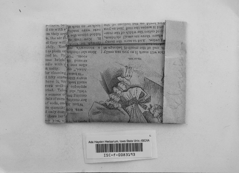 Anteaglonium parvulum image