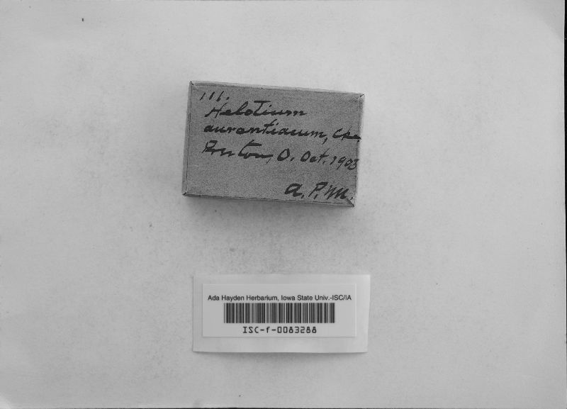 Helotium aurantiacum image