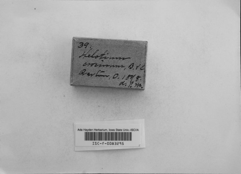 Helotium crocinum image