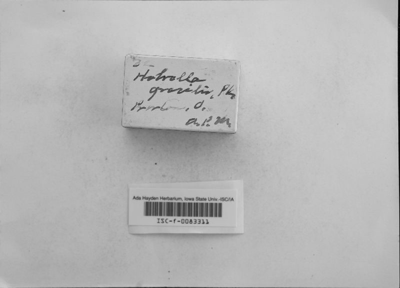 Helvella gracilis image
