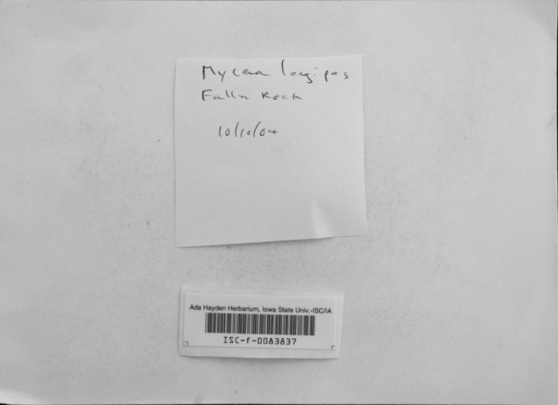 Mycena longipes image