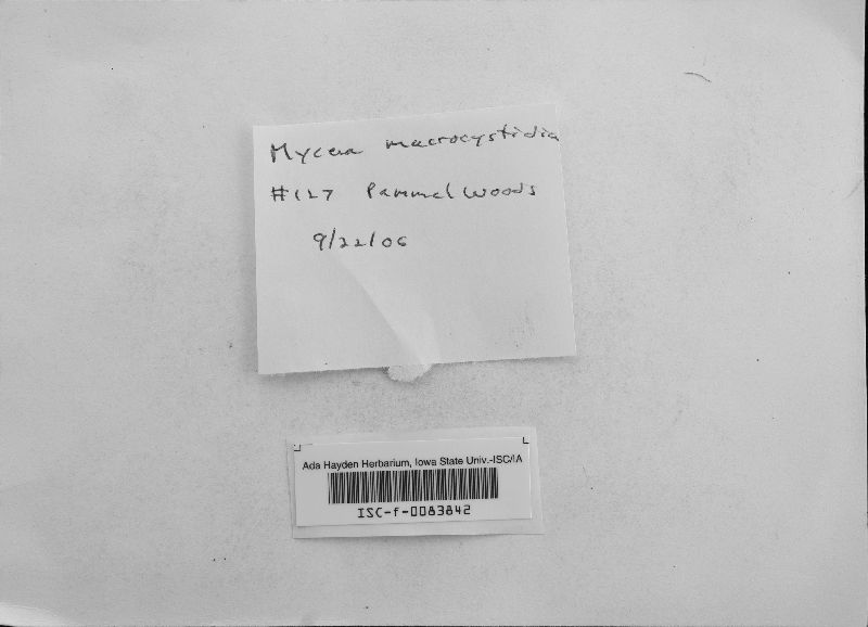 Mycena macrocystidiata image