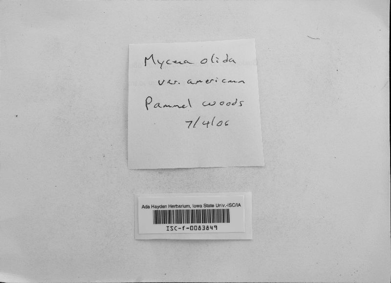 Mycena olida var. americana image