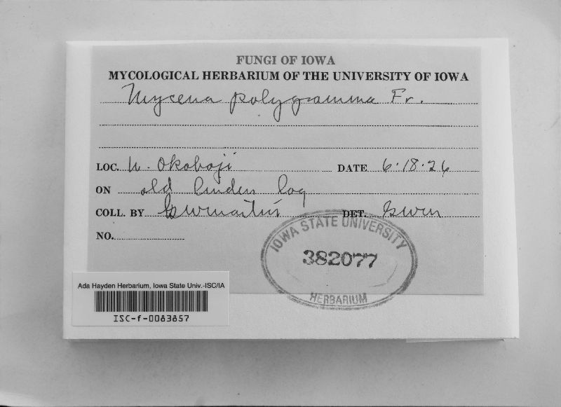 Mycena polygramma image