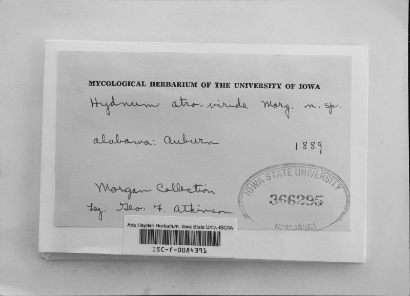 Hydnum atroviride image