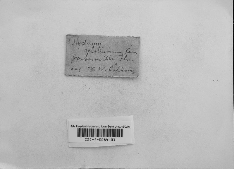 Hydnum gelatinosum image