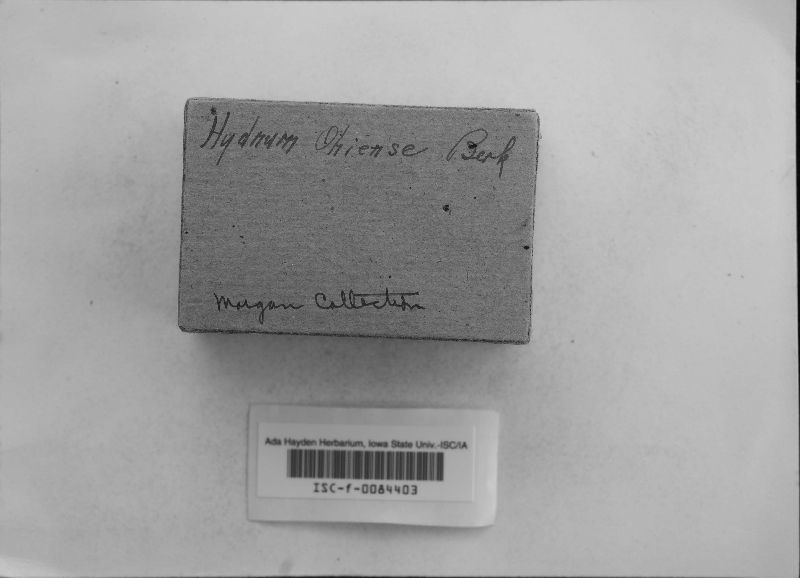 Hydnum ohiense image