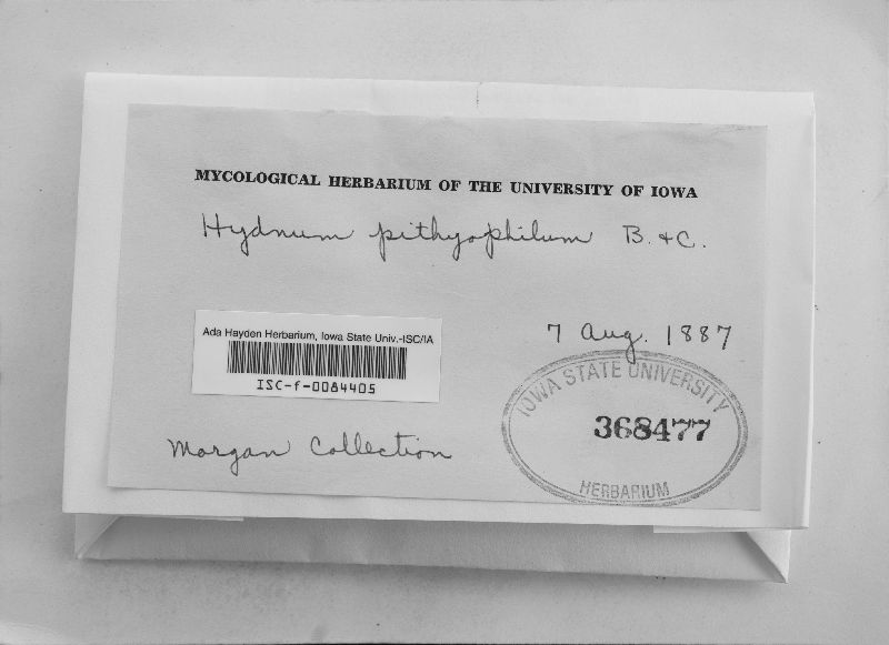 Hydnum pithyophilum image