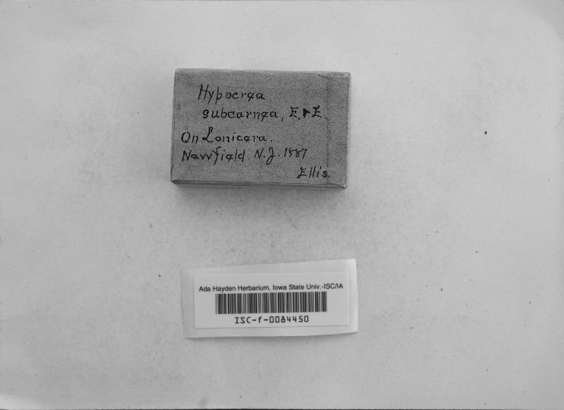 Hypocrea subcarnea image
