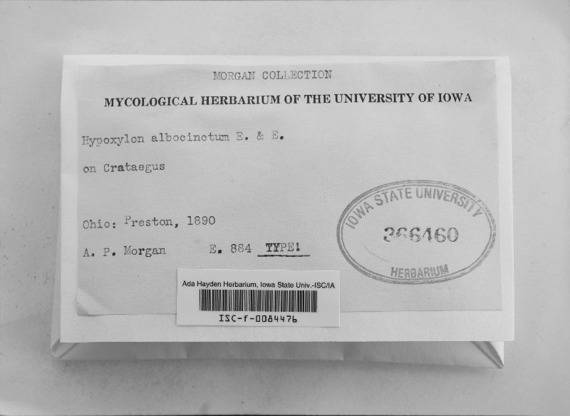 Hypoxylon albocinctum image