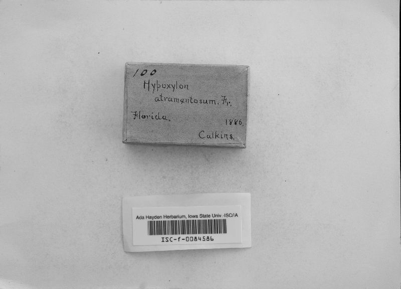 Hypoxylon atramentosum image