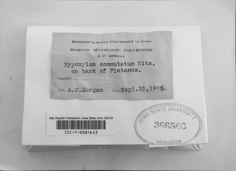 Hypoxylon commutatum image