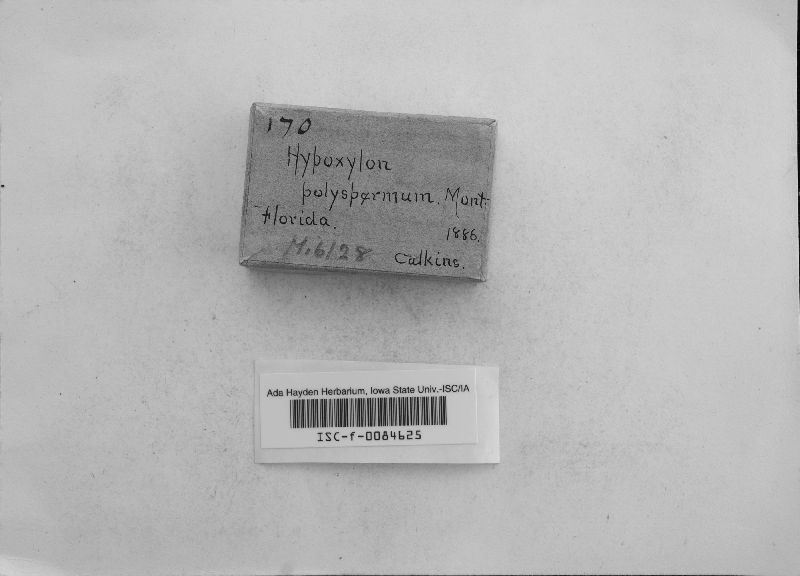 Hypoxylon effusum image