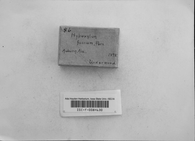Hypoxylon fuscum image