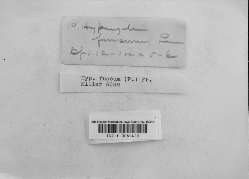 Hypoxylon fuscum image