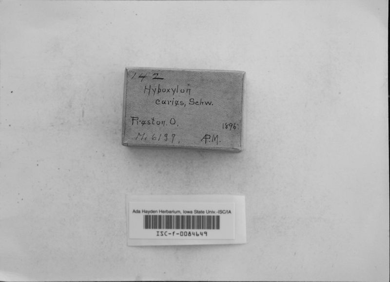 Hypoxylon illitum image