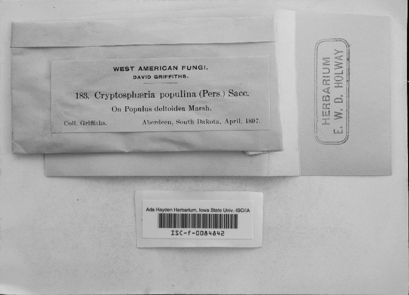 Eutypa populina image