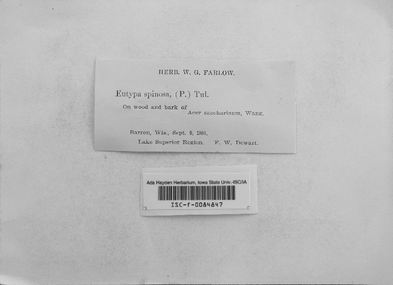 Eutypa spinosa image