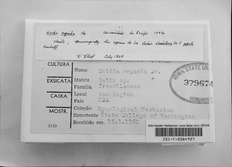 Exidia glandulosa f. populi image