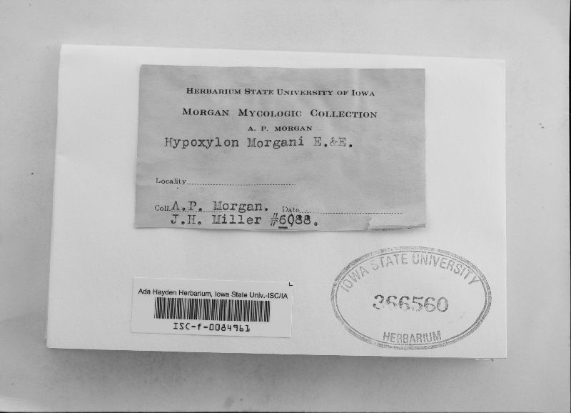 Hypoxylon morganii image