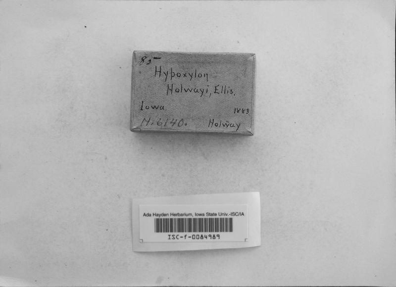 Entoleuca mammata image