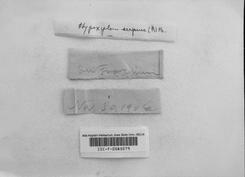 Hypoxylon serpens image