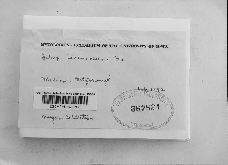 Irpex farinaceous image