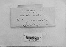 Puccinia andropogonis image
