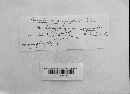 Puccinia calcitrapae image