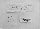 Puccinia calcitrapae image