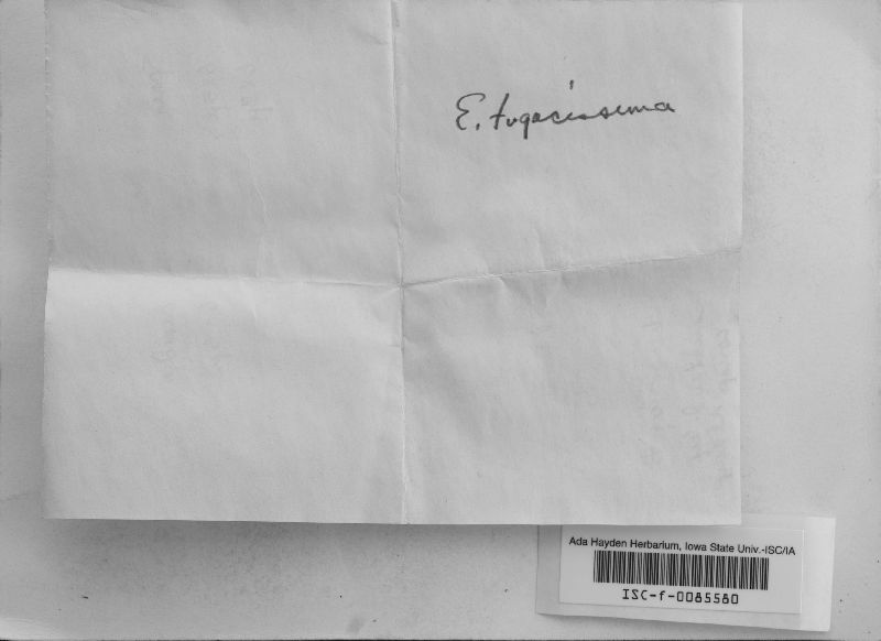 Exidiopsis fugacissima image