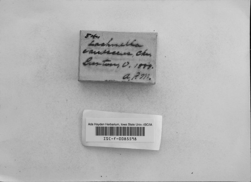 Lachnum corticale image