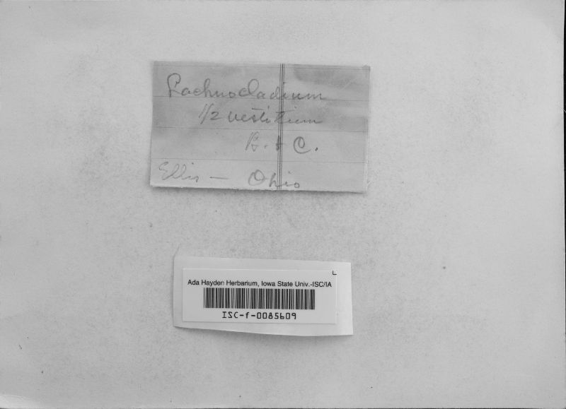Lachnocladium semivestitum image