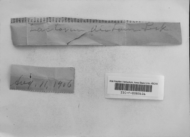 Lactarius distans image
