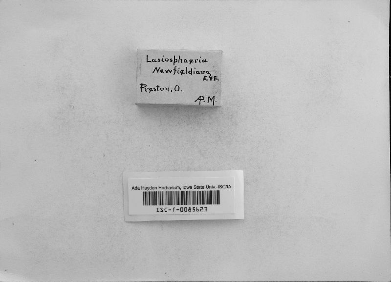 Lasiosphaeria newfieldiana image