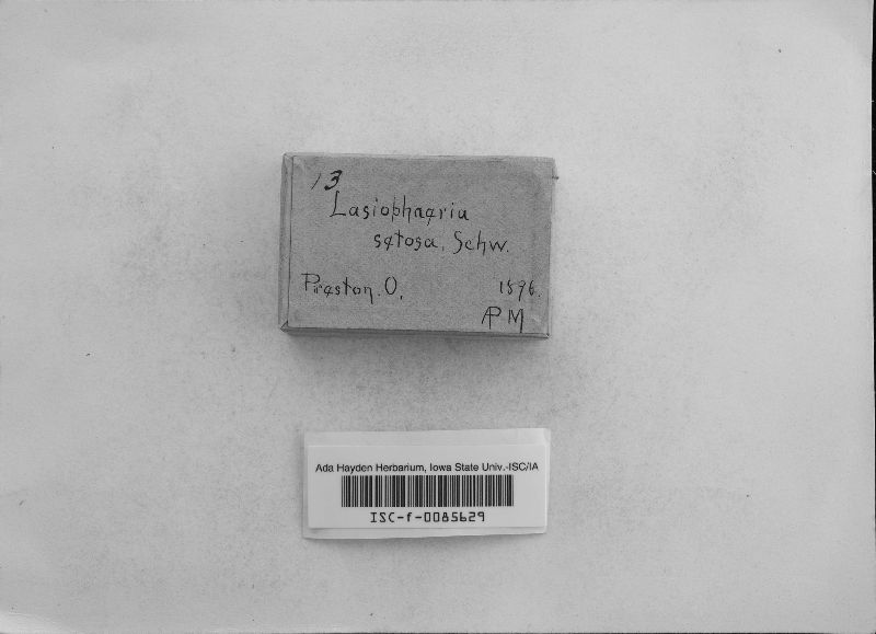 Lasiosphaeria setosa image