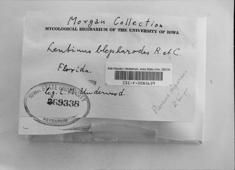Lentinus blepharodes image