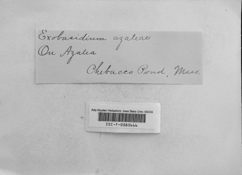 Exobasidium azaleae image